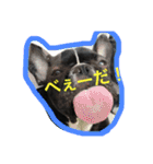 フレンチブルドッグ もなか君。しうば君。（個別スタンプ：24）