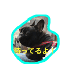 フレンチブルドッグ もなか君。しうば君。（個別スタンプ：31）