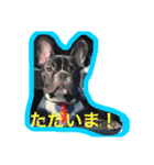 フレンチブルドッグ もなか君。しうば君。（個別スタンプ：34）