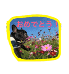 フレンチブルドッグ もなか君。しうば君。（個別スタンプ：39）