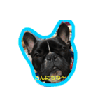 フレンチブルドッグ もなか君。しうば君。（個別スタンプ：40）