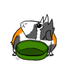 Guinea Pumbita（個別スタンプ：4）
