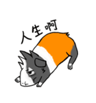 Guinea Pumbita（個別スタンプ：5）