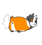Guinea Pumbita（個別スタンプ：14）