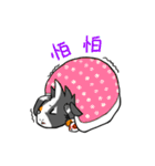 Guinea Pumbita（個別スタンプ：37）