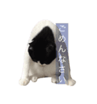 我が家のぽんずくん2（個別スタンプ：1）