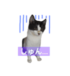 我が家のぽんずくん2（個別スタンプ：3）
