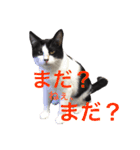 我が家のぽんずくん2（個別スタンプ：4）