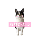 我が家のぽんずくん2（個別スタンプ：6）