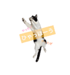 我が家のぽんずくん2（個別スタンプ：7）