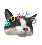 我が家のぽんずくん2（個別スタンプ：8）