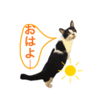 我が家のぽんずくん2（個別スタンプ：11）