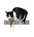我が家のぽんずくん2（個別スタンプ：13）