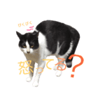 我が家のぽんずくん2（個別スタンプ：14）