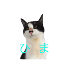我が家のぽんずくん2（個別スタンプ：16）