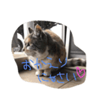 りりたす（個別スタンプ：11）