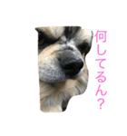 ぶんきち（個別スタンプ：5）