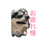 ぶんきち（個別スタンプ：6）