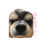 ぶんきち（個別スタンプ：7）