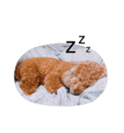 Stubby legs HODU -2（個別スタンプ：5）