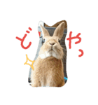 うちのチャーリー（個別スタンプ：1）