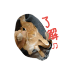 うちのチャーリー（個別スタンプ：4）