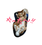 うちのチャーリー（個別スタンプ：7）