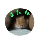 うちのチャーリー（個別スタンプ：12）
