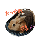 うちのチャーリー（個別スタンプ：13）