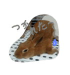 うちのチャーリー（個別スタンプ：15）