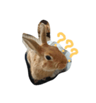 うちのチャーリー（個別スタンプ：22）