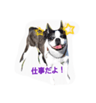 bostonterrier#1（個別スタンプ：7）