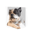 bostonterrier#1（個別スタンプ：14）