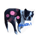 bostonterrier#1（個別スタンプ：16）