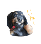 マロン＆ゴン（個別スタンプ：1）