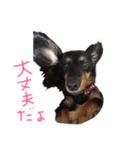 マロン＆ゴン（個別スタンプ：2）