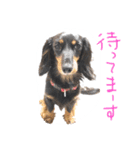 マロン＆ゴン（個別スタンプ：4）