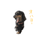 マロン＆ゴン（個別スタンプ：7）