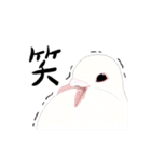 白鳩ぽうた（個別スタンプ：36）