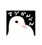 白鳩ぽうた（個別スタンプ：37）