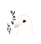 白鳩ぽうた（個別スタンプ：40）