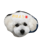 ビションフリーゼもふの挨拶スタンプ（個別スタンプ：1）