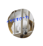 ビションフリーゼもふの挨拶スタンプ（個別スタンプ：23）