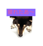さっちゃんと遊ぼう（個別スタンプ：5）