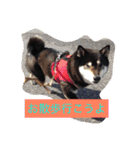 さっちゃんと遊ぼう（個別スタンプ：17）