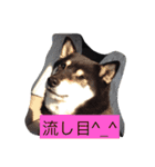 さっちゃんと遊ぼう（個別スタンプ：36）