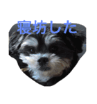 山下家のペット達（個別スタンプ：2）