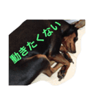 山下家のペット達（個別スタンプ：11）