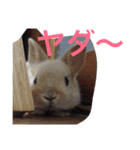 山下家のペット達（個別スタンプ：12）