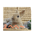 山下家のペット達（個別スタンプ：13）